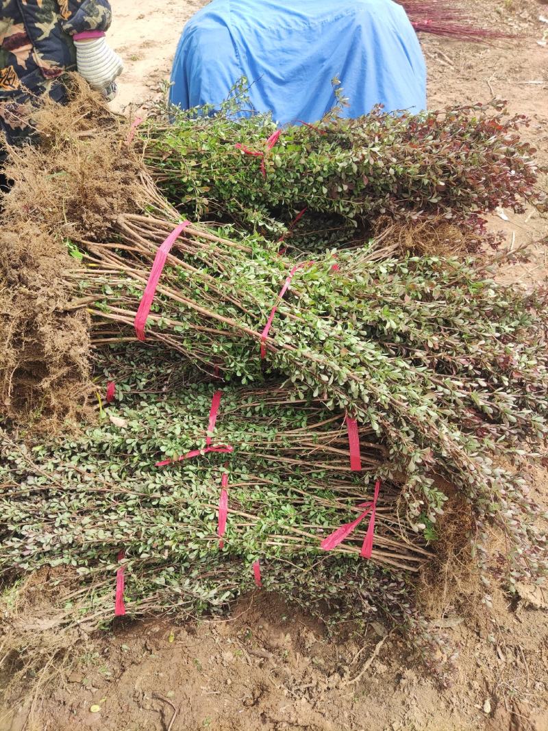 大量批发红叶小檗苗，红叶小檗工程苗，红叶小檗球精选