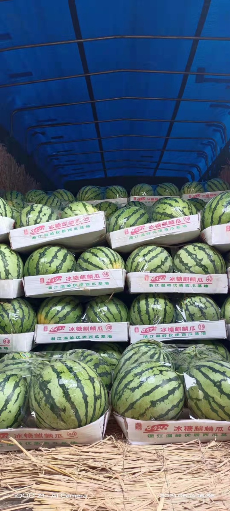 湖北襄阳西瓜8424西瓜大量出售一手货源欢迎咨询