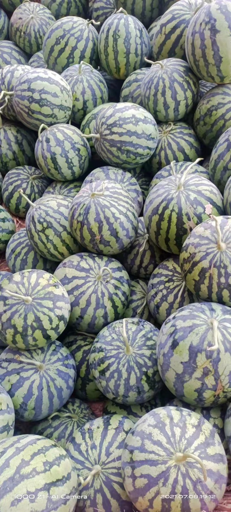 湖北襄阳西瓜8424西瓜大量出售一手货源欢迎咨询