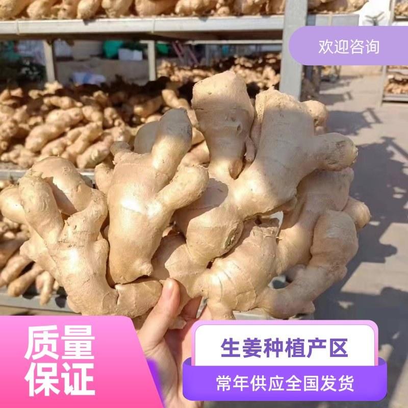 【精品】大黄姜山西生姜产地保证质量样价格合理全国发货