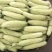 精品苦瓜188，393.508和丝瓜，质量保证，现摘现卖