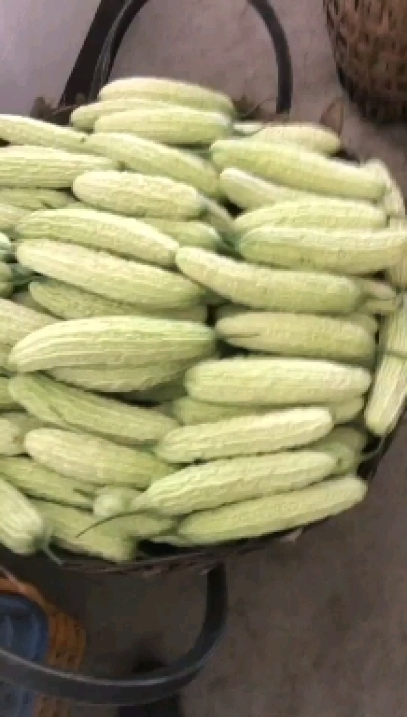 精品苦瓜188，393.508和丝瓜，质量保证，现摘现卖
