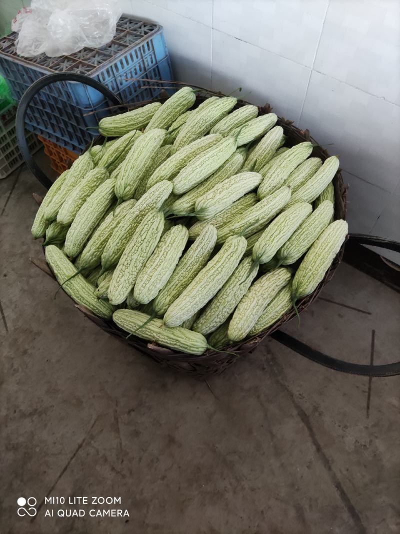 精品苦瓜188，393.508和丝瓜，质量保证，现摘现卖