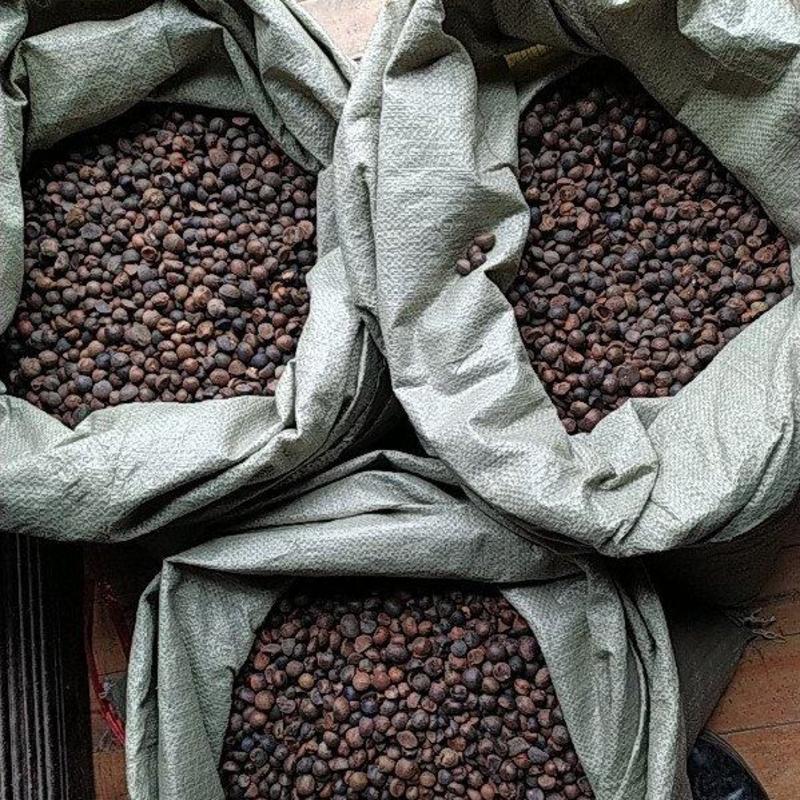 贵州铜仁野生老茶树油茶籽中小颗粒干品无杂质产地直发山茶籽