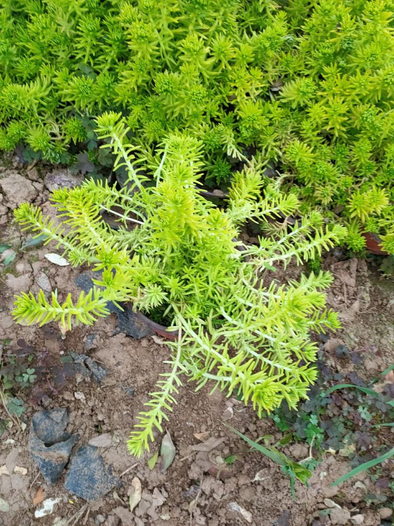 双色杯金叶佛甲草，基地直发量大价优