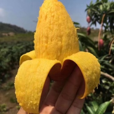 【精选品质】海南贵妃芒果,9斤装芒果中的爱马仕