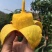 【精选品质】海南贵妃芒果,9斤装芒果中的爱马仕