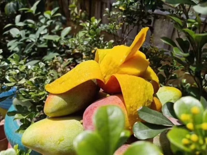 【精选品质】海南贵妃芒果，9斤装芒果中的爱马仕