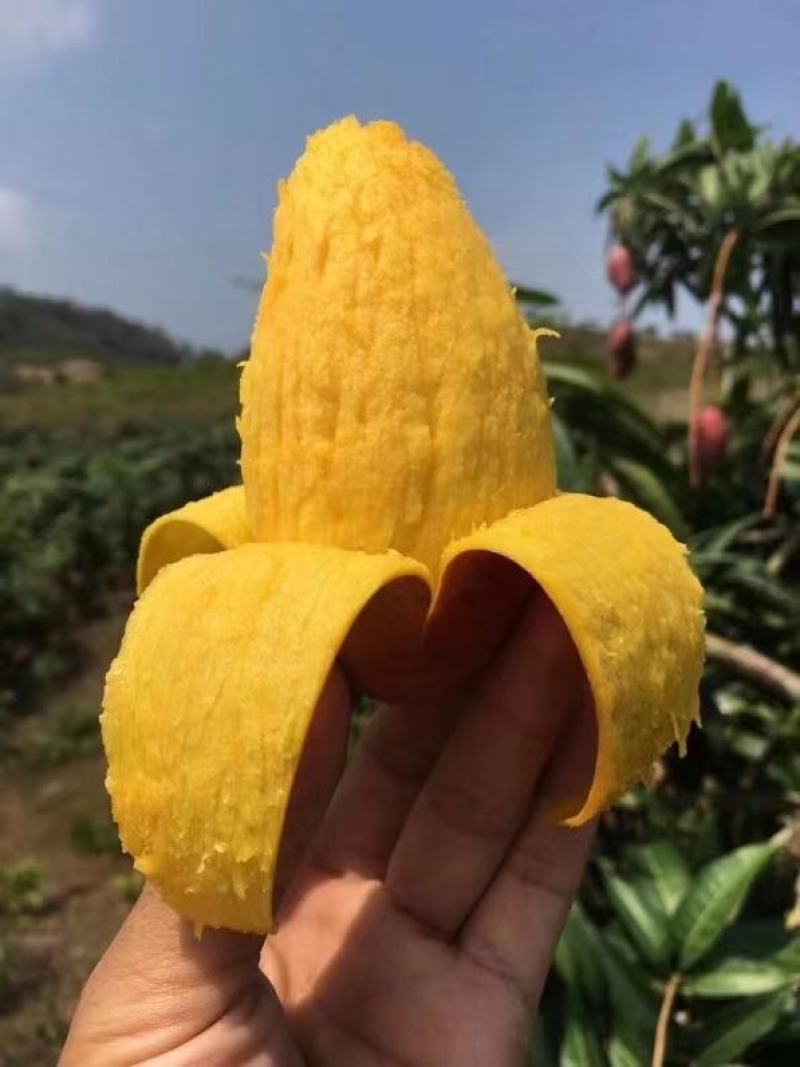 【精选品质】海南贵妃芒果，9斤装芒果中的爱马仕