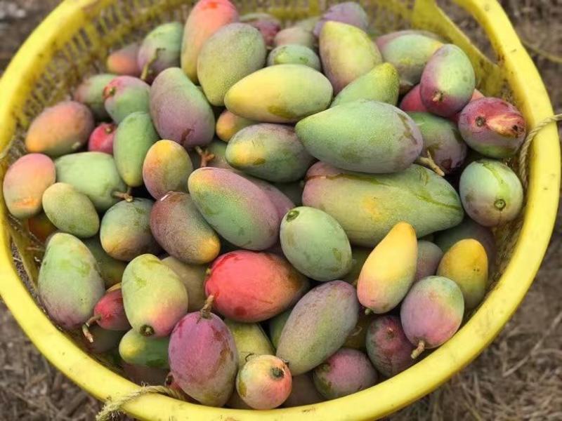 【精选品质】海南贵妃芒果，9斤装芒果中的爱马仕