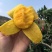 【精选品质】海南贵妃芒果,9斤装芒果中的爱马仕