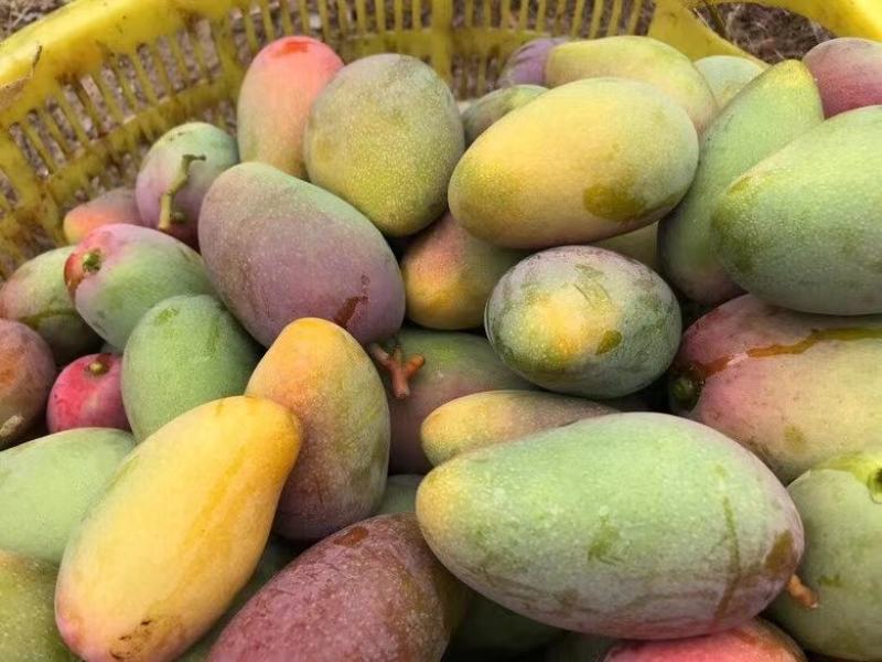 【精选品质】海南贵妃芒果，9斤装芒果中的爱马仕