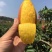 【精选品质】海南贵妃芒果,9斤装芒果中的爱马仕