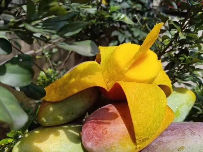 【精选品质】海南贵妃芒果，9斤装芒果中的爱马仕