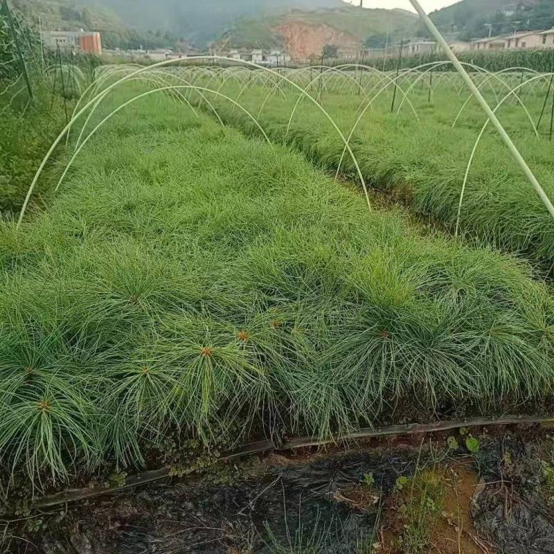 华山松苗，华山松袋苗，一手货源。