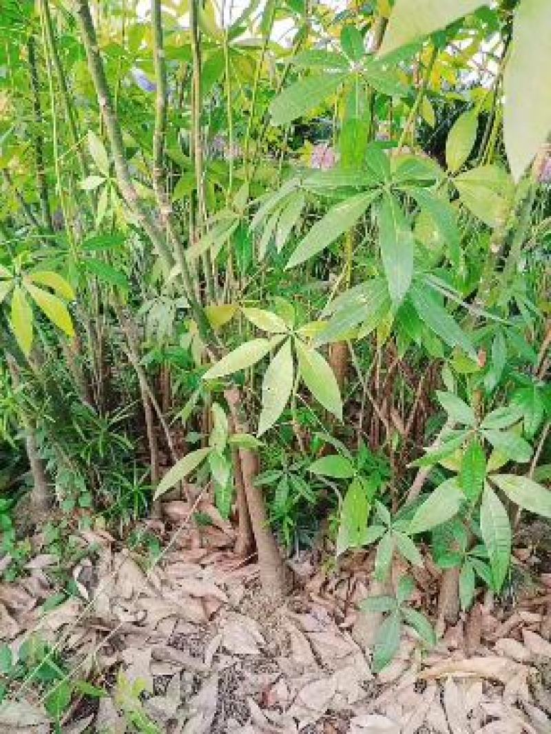 广东揭阳本地发财树，籽育起的。原生原根发财树