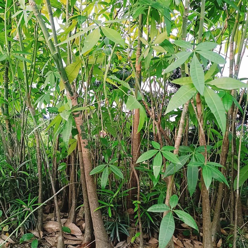 广东揭阳本地发财树，籽育起的。原生原根发财树