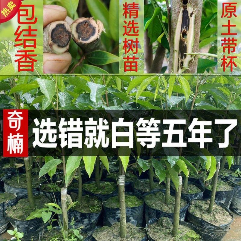 《热卖中》沉香苗正宗绿奇楠沉香苗嫁接一代糖结流油王结香快