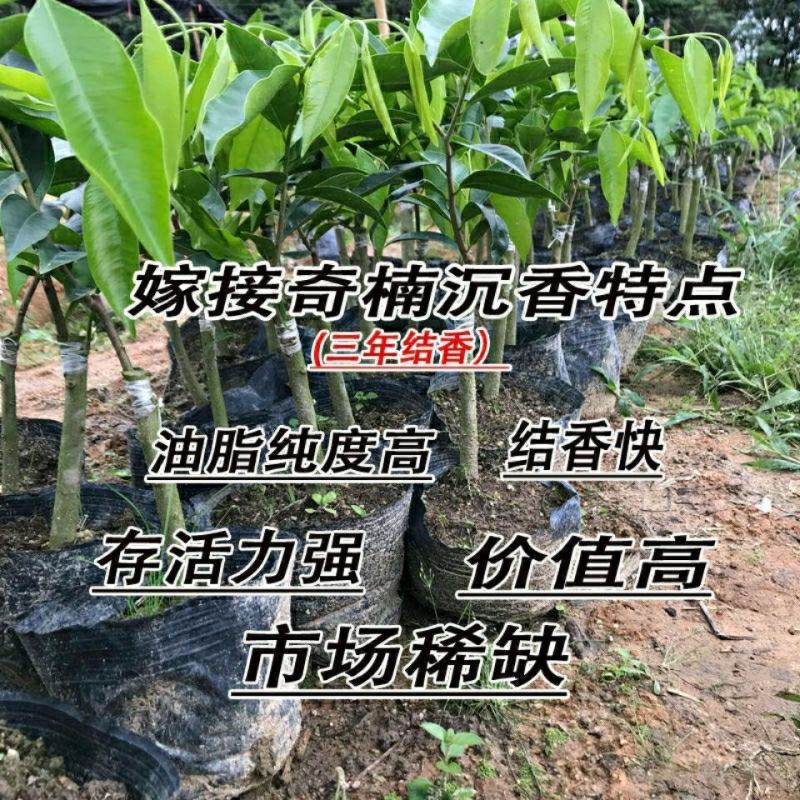 《热卖中》沉香苗正宗绿奇楠沉香苗嫁接一代糖结流油王结香快