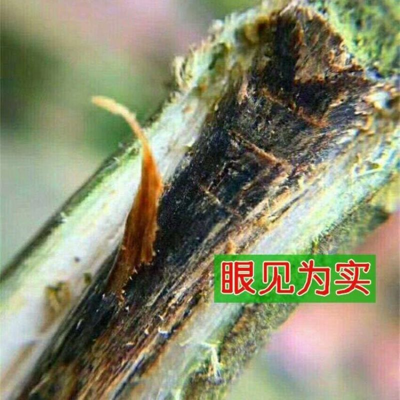 《热卖中》沉香苗正宗绿奇楠沉香苗嫁接一代糖结流油王结香快