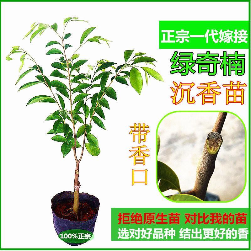 《热卖中》沉香苗正宗绿奇楠沉香苗嫁接一代糖结流油王结香快