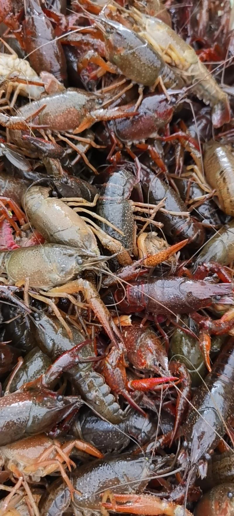 稻田套养2-4钱（10-20克）小龙虾活虾，虾肉肥美