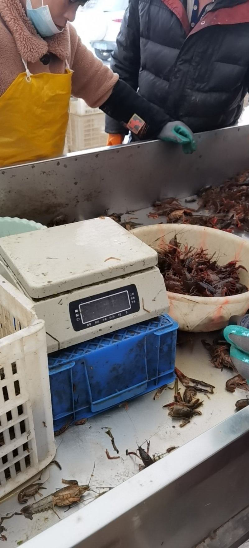 稻田套养2-4钱（10-20克）小龙虾活虾，虾肉肥美