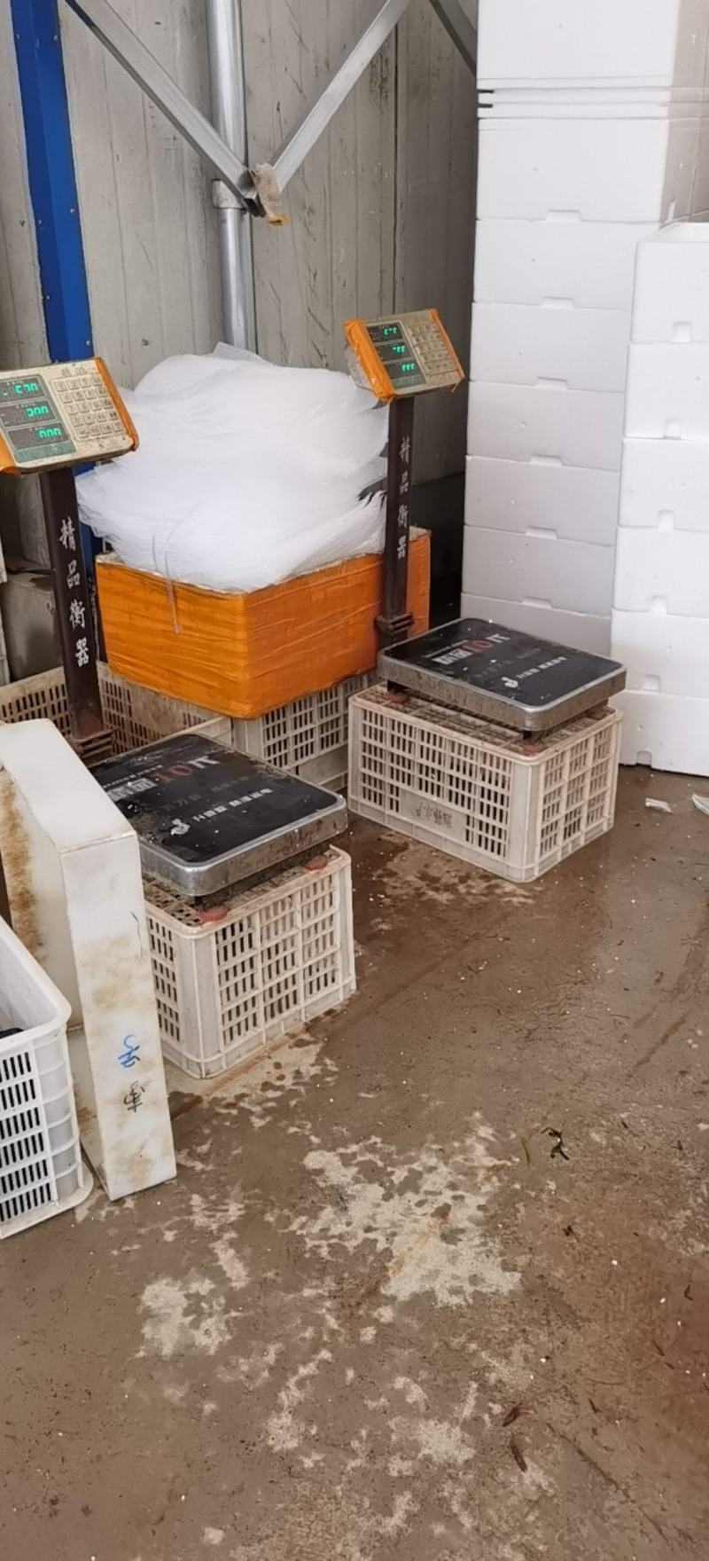 稻田套养2-4钱（10-20克）小龙虾活虾，虾肉肥美