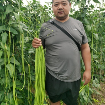 全能型豆角种子500克/桶两桶包邮