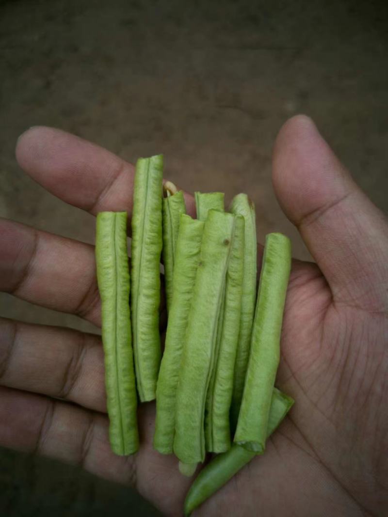 全能型豆角种子500克/桶两桶包邮