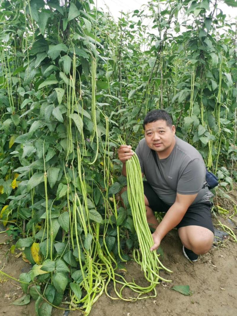 全能型豆角种子500克/桶两桶包邮