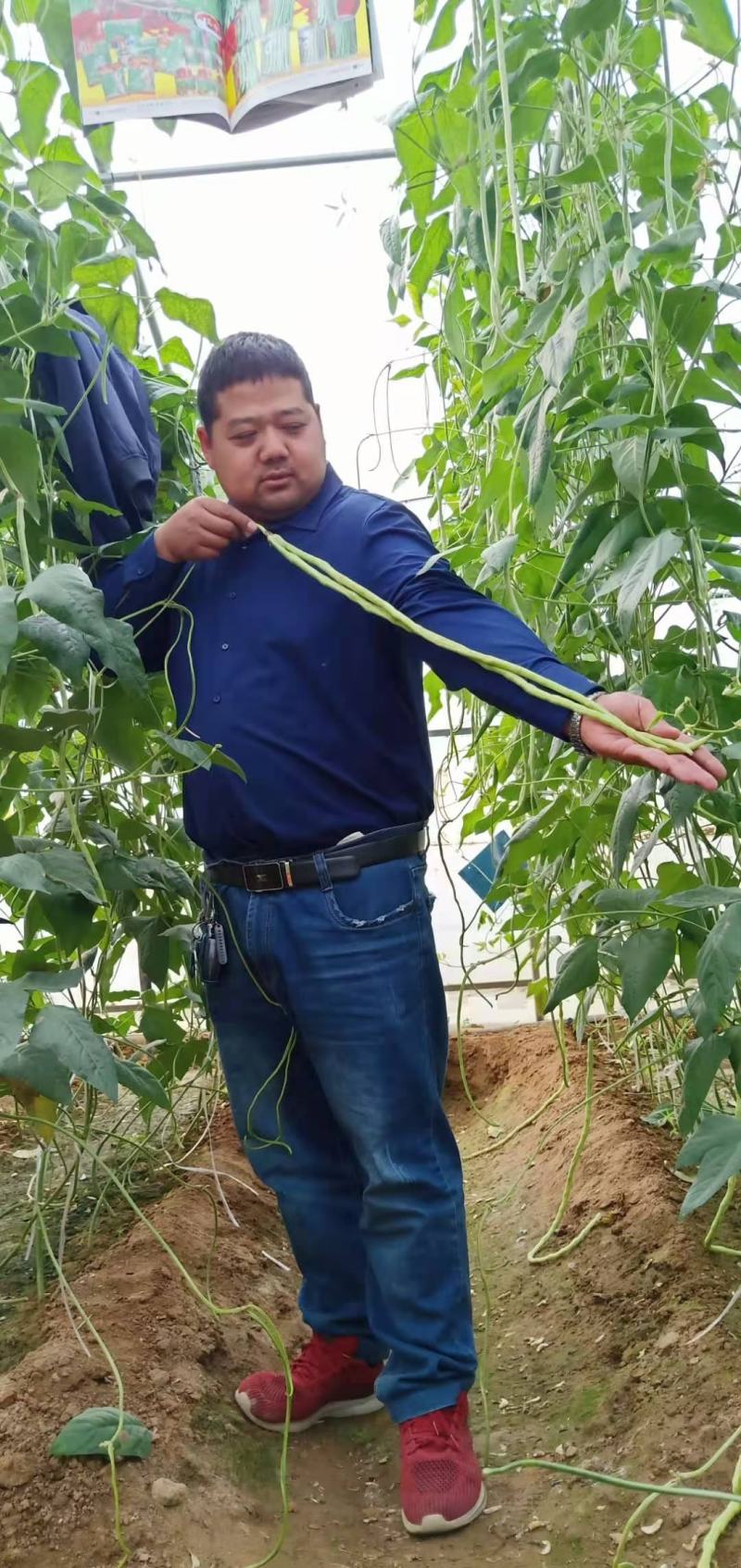 全能型豆角种子500克/桶两桶包邮