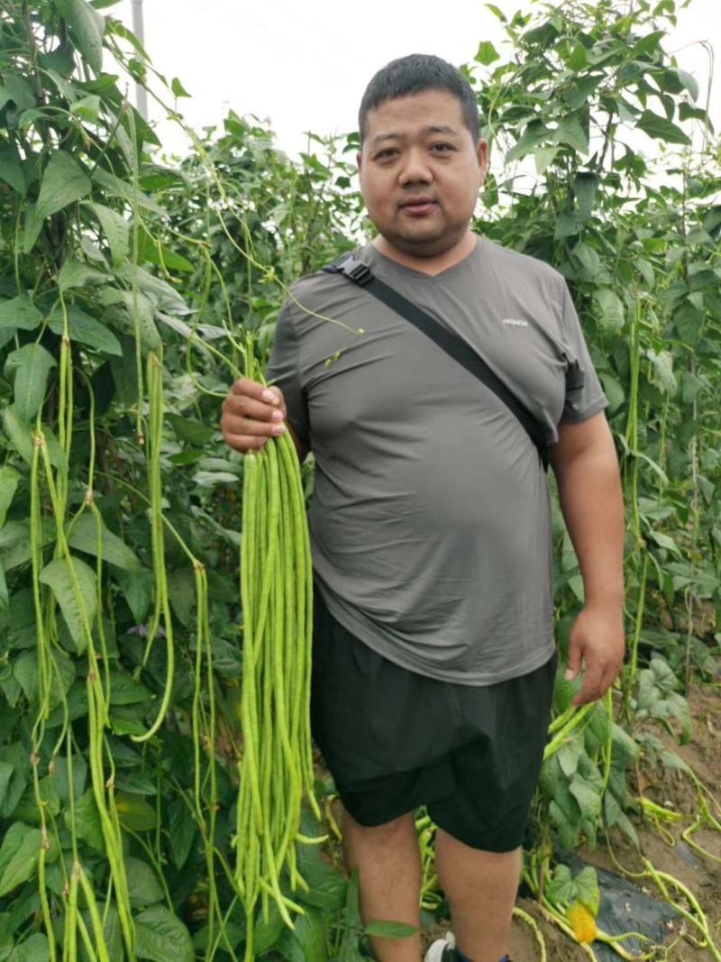 全能型豆角种子500克/桶两桶包邮
