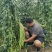 全能型豆角种子500克/桶两桶包邮