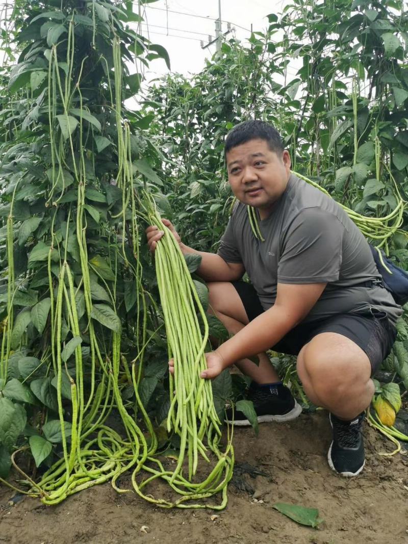 全能型豆角种子500克/桶两桶包邮