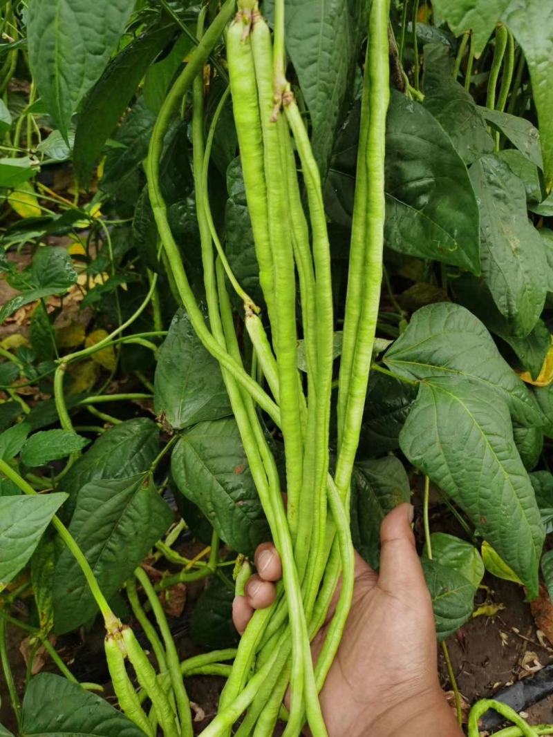 全能型豆角种子500克/桶两桶包邮