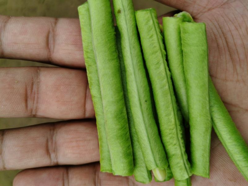 全能型豆角种子500克/桶两桶包邮