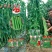全能型豆角种子500克/桶两桶包邮