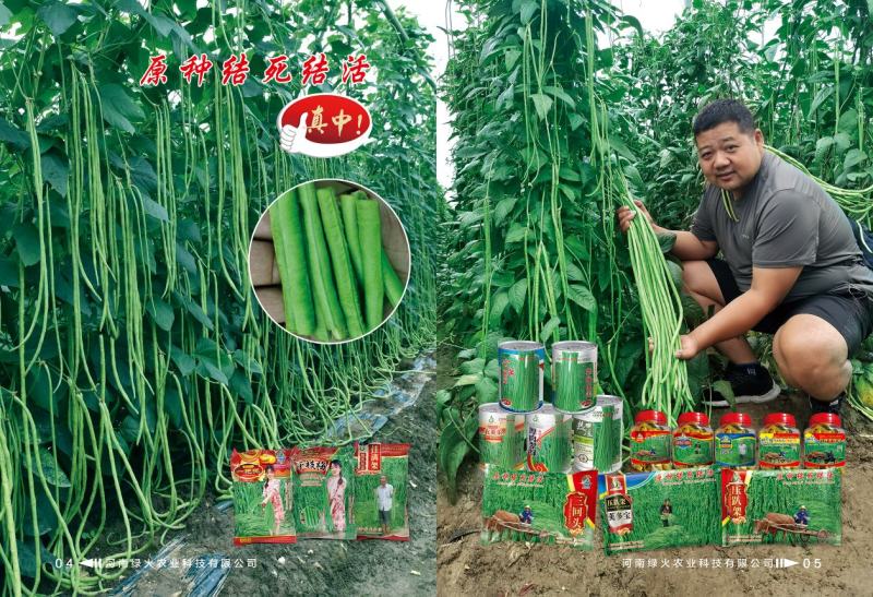 全能型豆角种子500克/桶两桶包邮