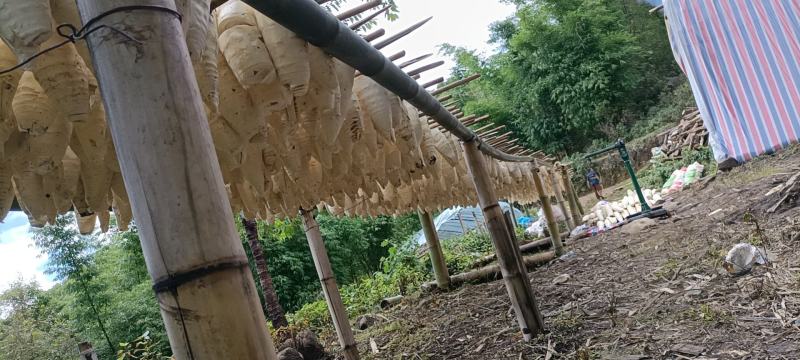 烟笋筒笋笋尖云南缅甸老挝柴火烤笋