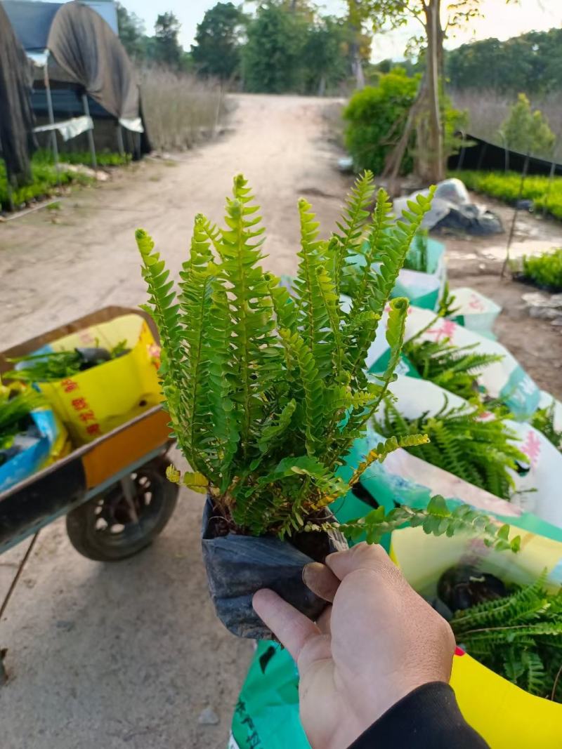 排骨草，各种规格有需要的联系量大优惠欢迎新老客户下单。