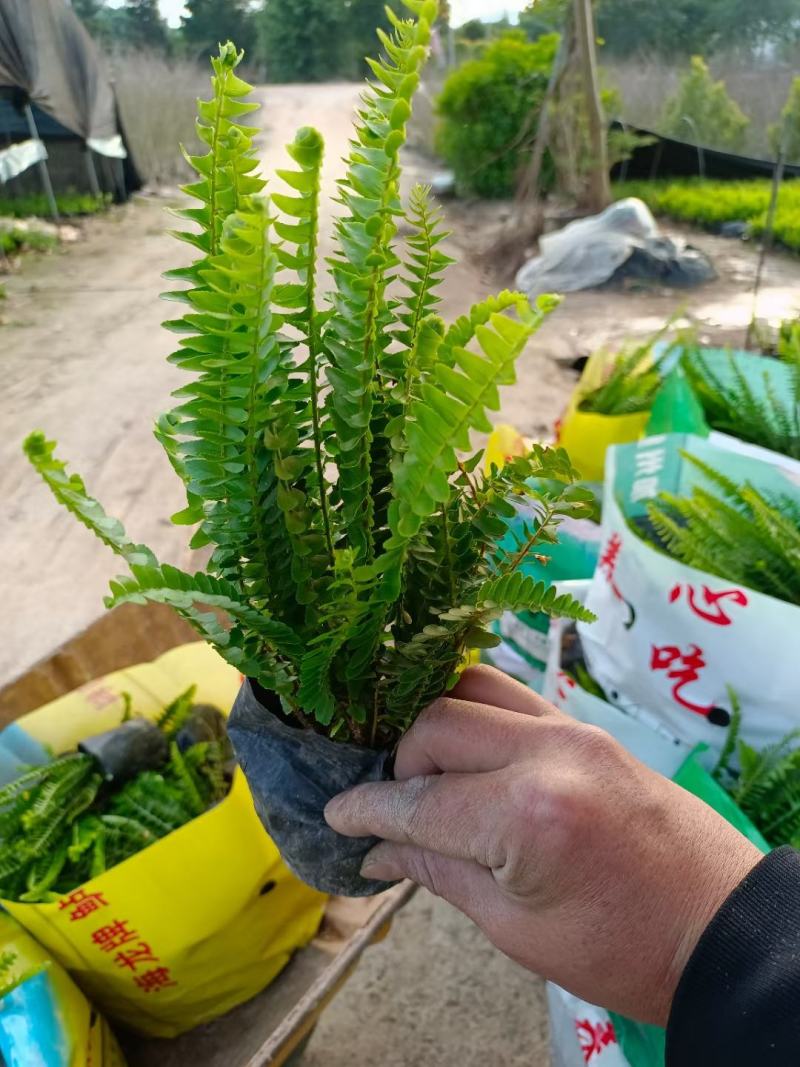 排骨草，各种规格有需要的联系量大优惠欢迎新老客户下单。