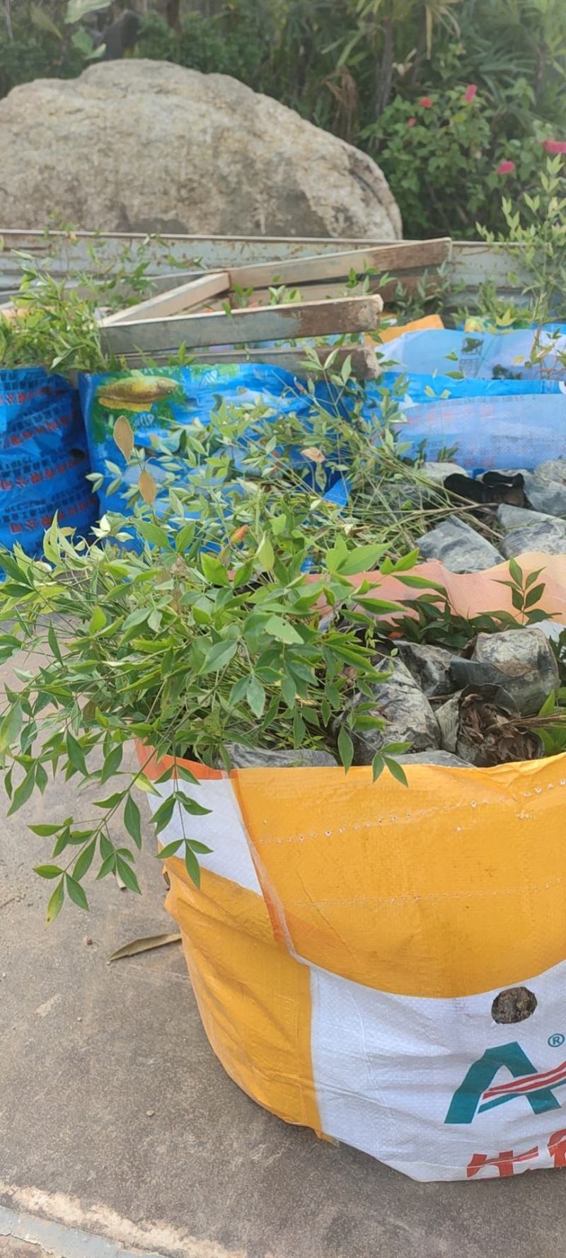 扶桑花，重瓣花，红色黄色，粉色，单瓣重瓣，各种规格有需要