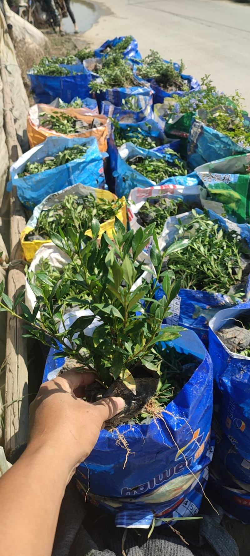 扶桑花，重瓣花，红色黄色，粉色，单瓣重瓣，各种规格有需要