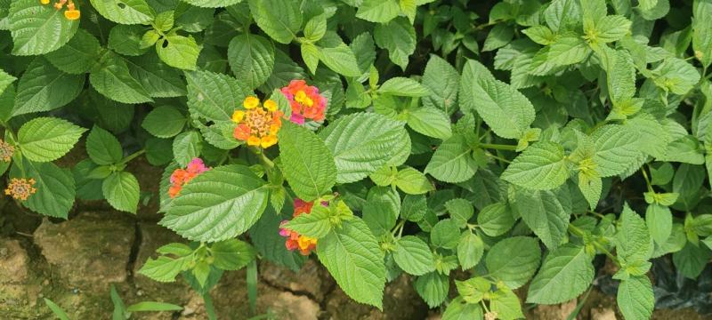 扶桑花，重瓣花，红色黄色，粉色，单瓣重瓣，各种规格有需要