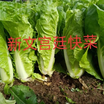 四季快菜种子杂交一代50克/袋耐湿热生长