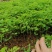 国槐苗槐树苗国槐小苗基地直发现取现发