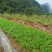 国槐苗槐树苗国槐小苗基地直发现取现发