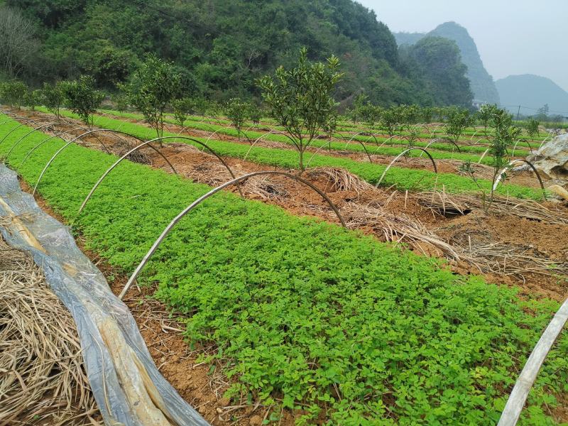 国槐苗槐树苗国槐小苗基地直发现取现发