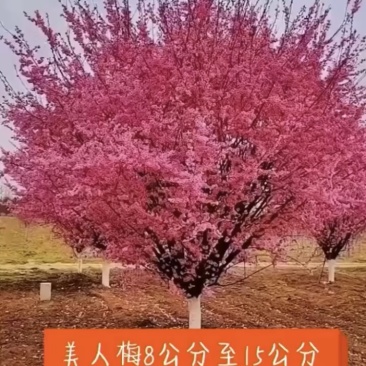 精品美人梅6公分7公分8公分9公分10公分12公分美人梅
